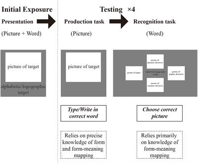 How does bilingual experience influence novel word learning? Evidence from comparing L1-L3 and L2-L3 cognate status